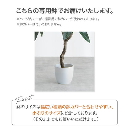 光触媒ゴムの木 95cm｜水やり不要［Nature］