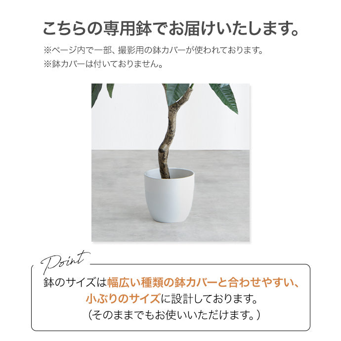 光触媒ユーカリツリー 130cm｜水やり不要［Nature］